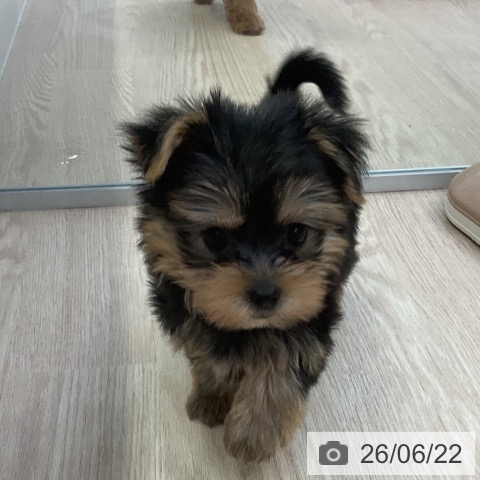ヨークシャー・テリアの写真