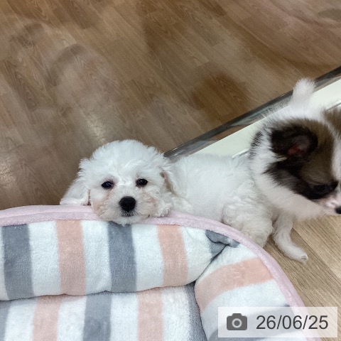 岐阜県のビションフリーゼ (ペットプラス 各務原店/2026年4月20日生まれ/男の子/ホワイト)の子犬の4枚目の画像