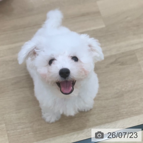 岐阜県のビションフリーゼ (ペットプラス 光ケ丘店/2026年4月20日生まれ/男の子/ホワイト)の子犬の4枚目の画像