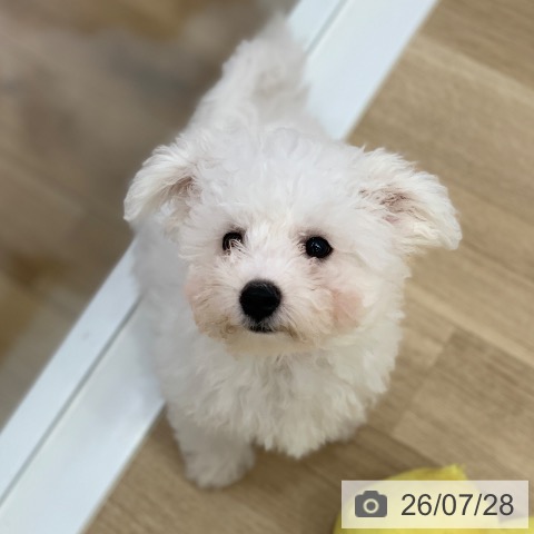 岐阜県のビションフリーゼ (ペットプラス 光ケ丘店/2026年4月20日生まれ/男の子/ホワイト)の子犬の3枚目の画像