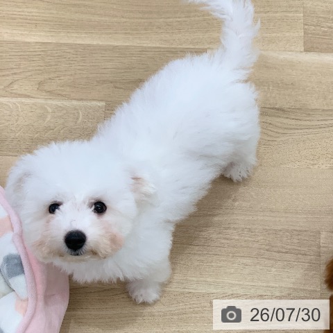 岐阜県のビションフリーゼ (ペットプラス 光ケ丘店/2026年4月20日生まれ/男の子/ホワイト)の子犬の3枚目の画像