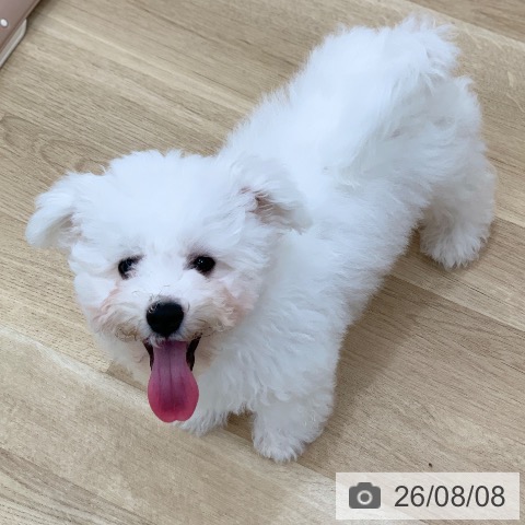 岐阜県のビションフリーゼ (ペットプラス 光ケ丘店/2026年4月20日生まれ/男の子/ホワイト)の子犬の4枚目の画像