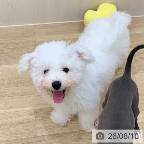 岐阜県のビションフリーゼ (ペットプラス 光ケ丘店/2026年4月20日生まれ/男の子/ホワイト)の子犬の3枚目の画像