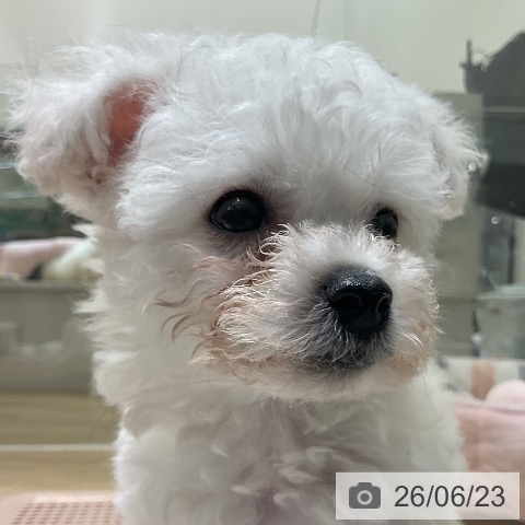 愛知県のビションフリーゼ (ペットプラス イオンモール豊川店/2026年4月20日生まれ/男の子/ホワイト)の子犬の4枚目の画像