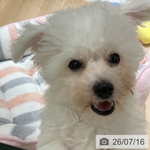 ビション・フリーゼの写真
