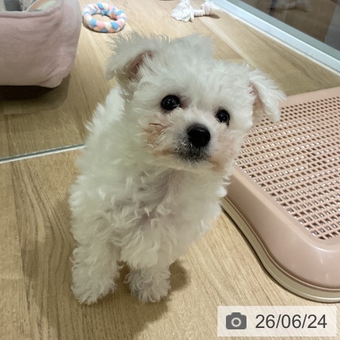 愛知県のビションフリーゼ (ペットプラス イオンモール豊川店/2026年4月20日生まれ/男の子/ホワイト)の子犬の3枚目の画像