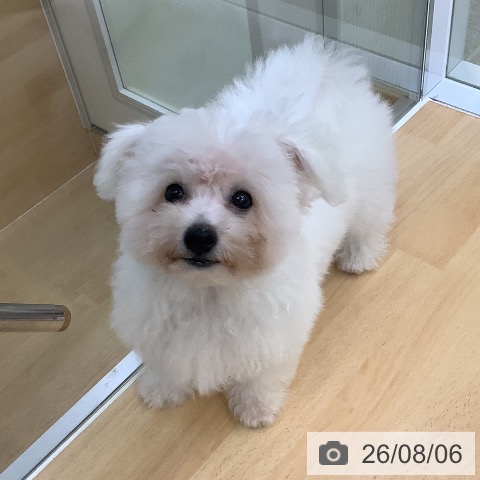愛知県のビションフリーゼ (ペットプラス 三好店/2026年4月20日生まれ/男の子/ホワイト)の子犬の4枚目の画像