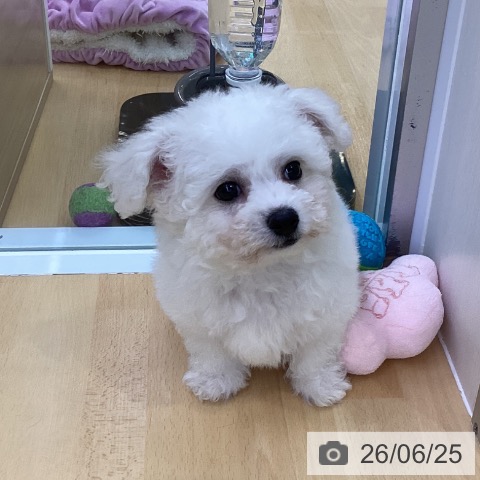 愛知県のビションフリーゼ (ペットプラス 三好店/2026年4月20日生まれ/男の子/ホワイト)の子犬の4枚目の画像