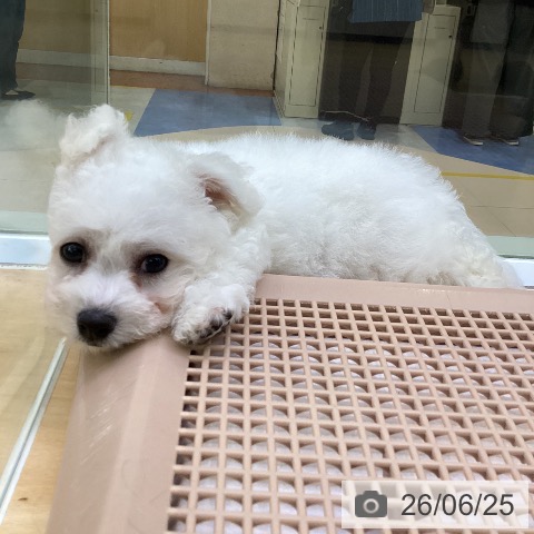 愛知県のビションフリーゼ (ペットプラス 三好店/2026年4月20日生まれ/男の子/ホワイト)の子犬の3枚目の画像