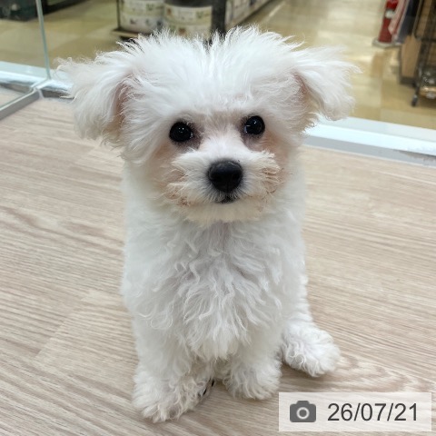 愛知県のビションフリーゼ (ペットプラス 豊田店/2026年4月20日生まれ/女の子/ホワイト)の子犬の3枚目の画像