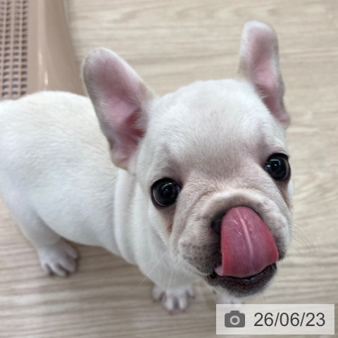 フレンチ・ブルドッグの写真