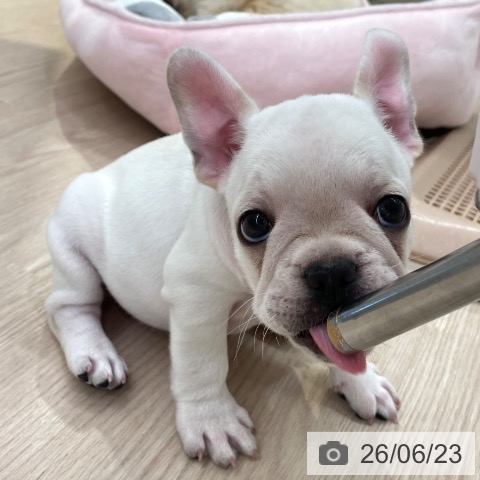 愛知県のフレンチブルドッグ (ペットプラス 豊田店/2026年4月23日生まれ/女の子/クリーム)の子犬の4枚目の画像