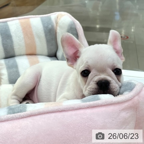 愛知県のフレンチブルドッグ (ペットプラス 豊田店/2026年4月23日生まれ/女の子/クリーム)の子犬の3枚目の画像