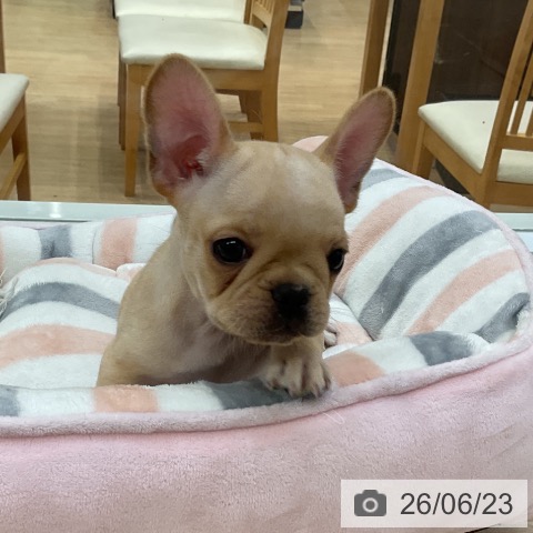フレンチ・ブルドッグの写真