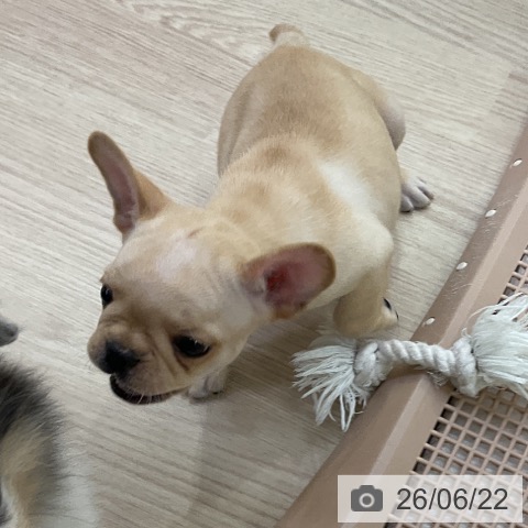 フレンチ・ブルドッグの写真