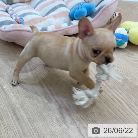 フレンチ・ブルドッグの写真