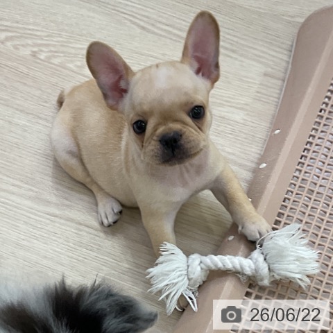 フレンチ・ブルドッグの写真