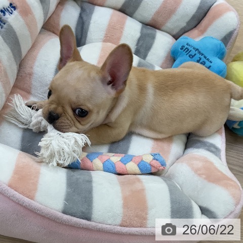 フレンチ・ブルドッグの写真