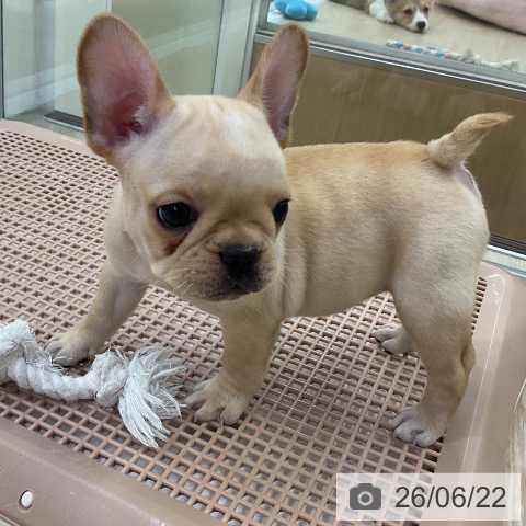 フレンチ・ブルドッグの写真