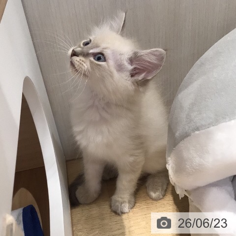 岐阜県のサイベリアン (ペットプラス 各務原店/2026年4月22日生まれ/男の子/ブルーリンクスポイント)の子猫の3枚目の画像