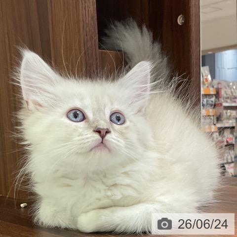 愛知県のサイベリアン (ペットプラス イオンモール豊川店/2026年4月22日生まれ/女の子/ブルーリンクスポイント)の子猫の3枚目の画像