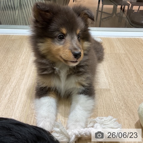愛知県のシェットランドシープドッグ (ペットプラス イオンモール豊川店/2026年4月22日生まれ/女の子/ブラックホワイトタン)の子犬の3枚目の画像