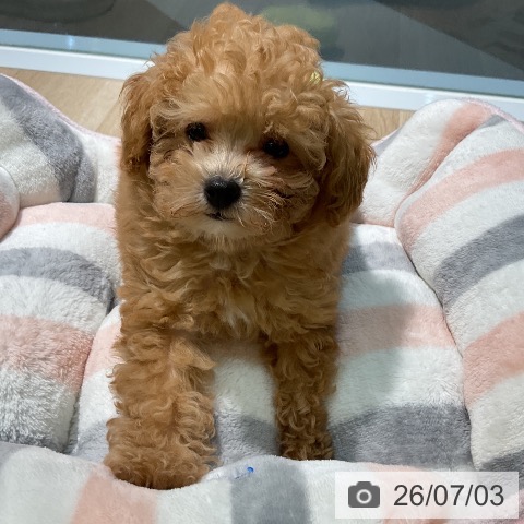 愛知県のトイプードル(トイ) (ペットプラス 岡崎店/2026年4月23日生まれ/男の子/アプリコット)の子犬の3枚目の画像