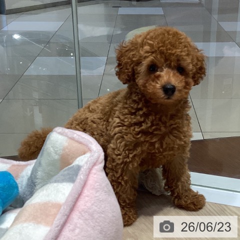愛知県のトイプードル(トイ) (ペットプラス イオンモール長久手店/2026年4月19日生まれ/男の子/レッド)の子犬の3枚目の画像