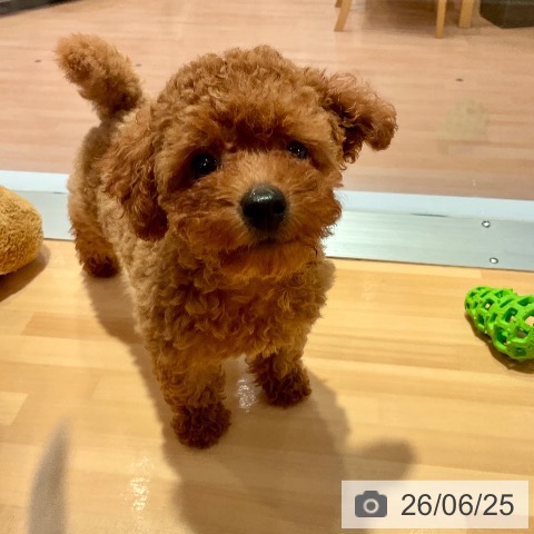 愛知県のトイプードル(トイ) (ペットプラス 名古屋茶屋店/2026年4月19日生まれ/女の子/レッド)の子犬の4枚目の画像