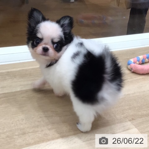 チワワの写真
