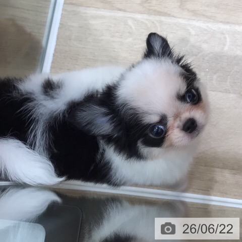 チワワの写真