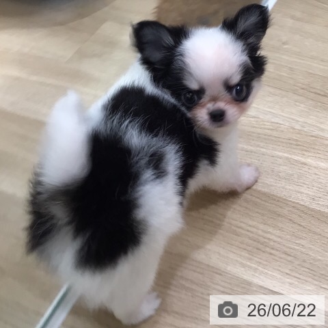 チワワの写真