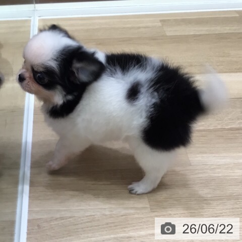 チワワの写真