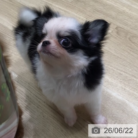 チワワの写真