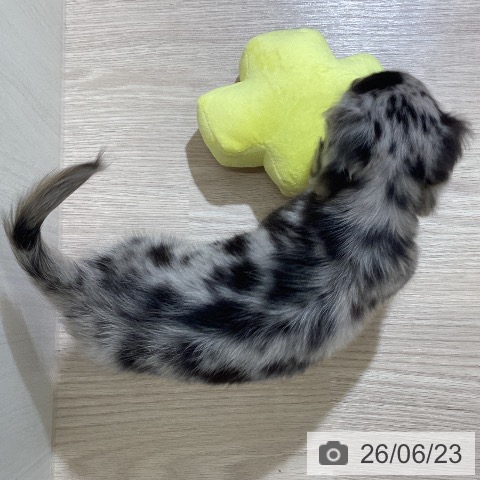 ミニチュア・ダックスフンドの写真