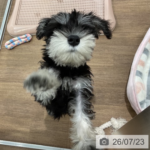 愛知県のミニチュアシュナウザー (ペッツワン 東海店/2026年4月22日生まれ/男の子/ブラックシルバー)の子犬の3枚目の画像