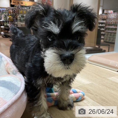 愛知県のミニチュアシュナウザー (ペットプラス イオンモール豊川店/2026年4月22日生まれ/男の子/ブラックシルバー)の子犬の4枚目の画像