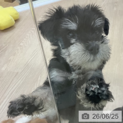 愛知県のミニチュアシュナウザー (ペットプラス ナゴヤドーム前店/2026年4月22日生まれ/女の子/ブラックシルバー)の子犬の3枚目の画像