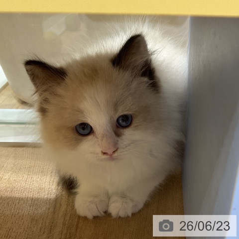 ラグドールの写真