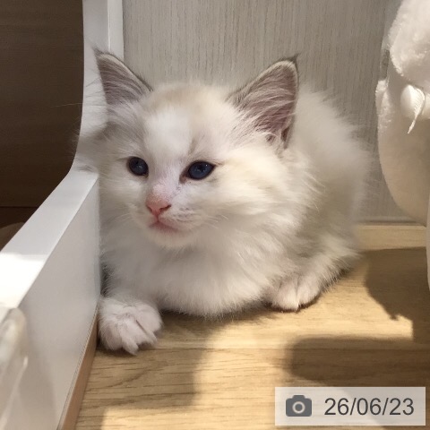 岐阜県のラグドール (ペットプラス 各務原店/2026年4月22日生まれ/男の子/ブルーポイントバイカラー)の子猫の3枚目の画像