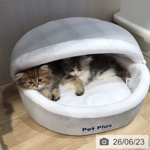 岐阜県のペルシャ (ペットプラス 各務原店/2026年4月23日生まれ/男の子/ブラックゴールデンチンチラ)の子猫の4枚目の画像