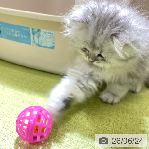 富山県のペルシャ (ペットプラス 高岡店/2026年4月23日生まれ/女の子/ブラックシルバーチンチラ)の子猫の3枚目の画像