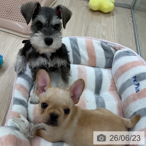 ミニチュア・シュナウザーの写真