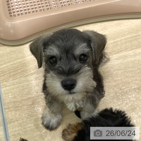 愛知県のミニチュアシュナウザー (ペットプラス 則武新町店/2026年4月22日生まれ/男の子/ソルトペッパー)の子犬の3枚目の画像