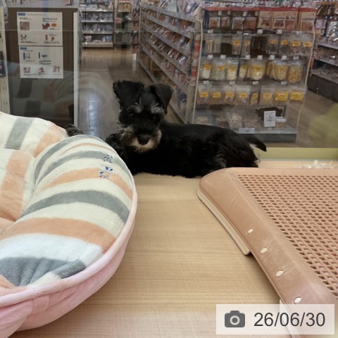 三重県のミニチュアシュナウザー (ペッツワン 桑名店/2026年4月22日生まれ/女の子/ブラックシルバー)の子犬の3枚目の画像