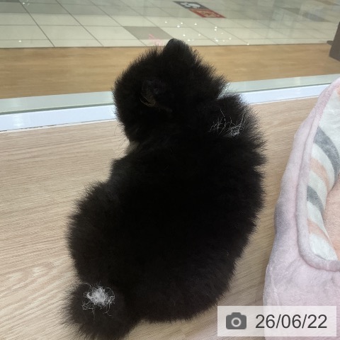 ポメラニアンの写真