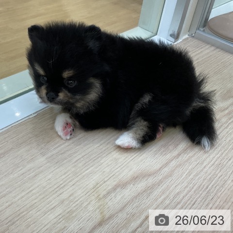 ポメラニアンの写真