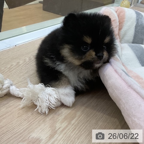 ポメラニアンの写真