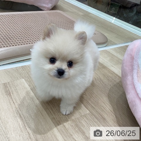 岐阜県のポメラニアン (ペットプラス 各務原店/2026年4月23日生まれ/女の子/クリーム)の子犬の4枚目の画像