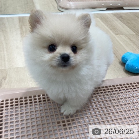 岐阜県のポメラニアン (ペットプラス 各務原店/2026年4月23日生まれ/女の子/クリーム)の子犬の3枚目の画像